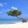 Día 41: Playa árbol torcido